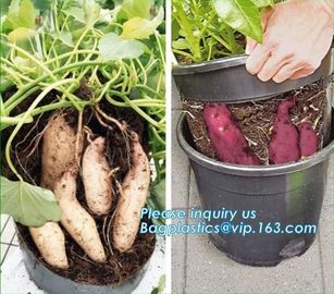 5 gallon Plastic Smart Ginger or Potato Planting Pots for home garden,PP potato grow pot planting bag,potato planter pot