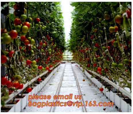 Film Covering Tomato Planting Greenhouse,Tomato Greenhouse film, Plastic Polyethylene sheet 6 mil 4 year UV Resistant cr