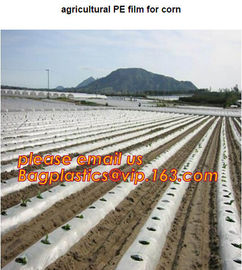 HOTICULTURAL MULCH FILM,AGRICULTURAL PE FILM,MARKET GARDENERS CLOCHE FILM,PE FILM FOR CORN,PLASTIC FILM COVER,TOMATO COV